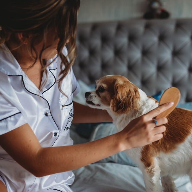 Bride to be on the morning of her wedding brushing her beloved dog