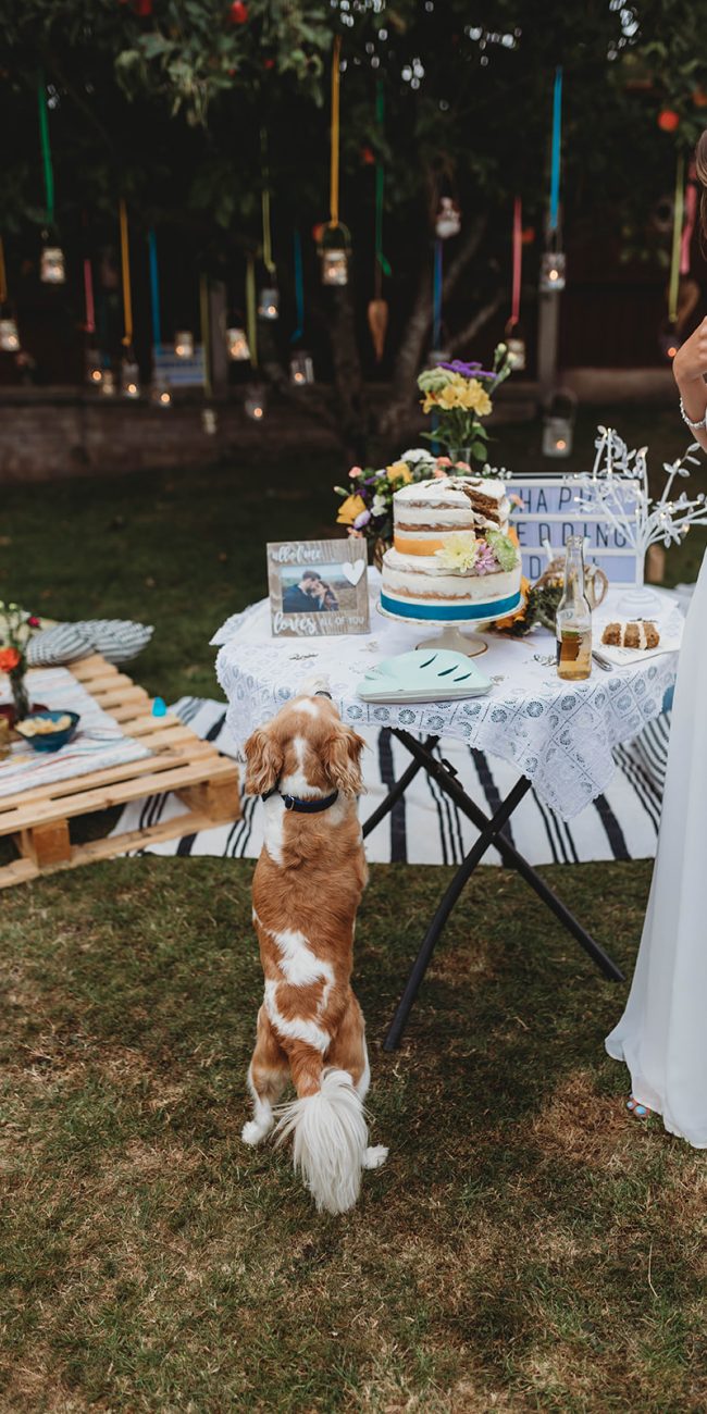 Bride wearing her wedding dress in her garden with her dog