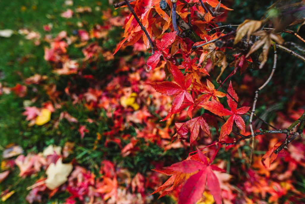 Vibrant red acer leaves with drops of rain on them
